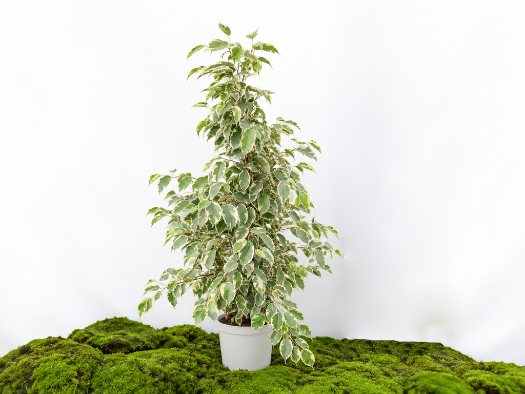 FICUS BENJAMINA SAMANTHA M-20