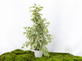 FICUS BENJAMINA SAMANTHA M-20