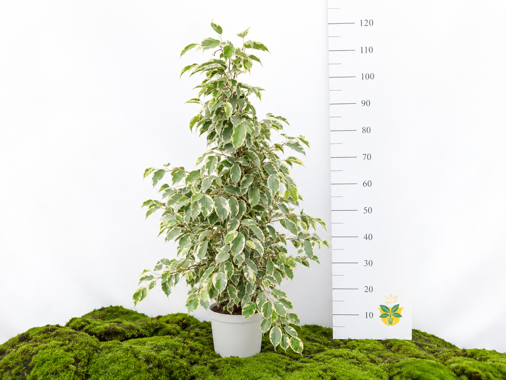 FICUS BENJAMINA SAMANTHA M-20