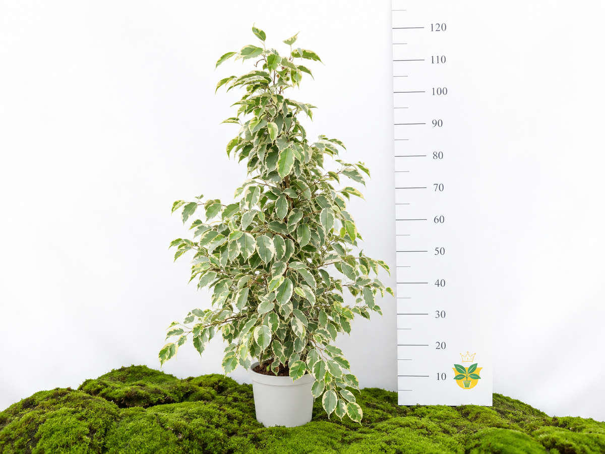 FICUS BENJAMINA SAMANTHA M-20