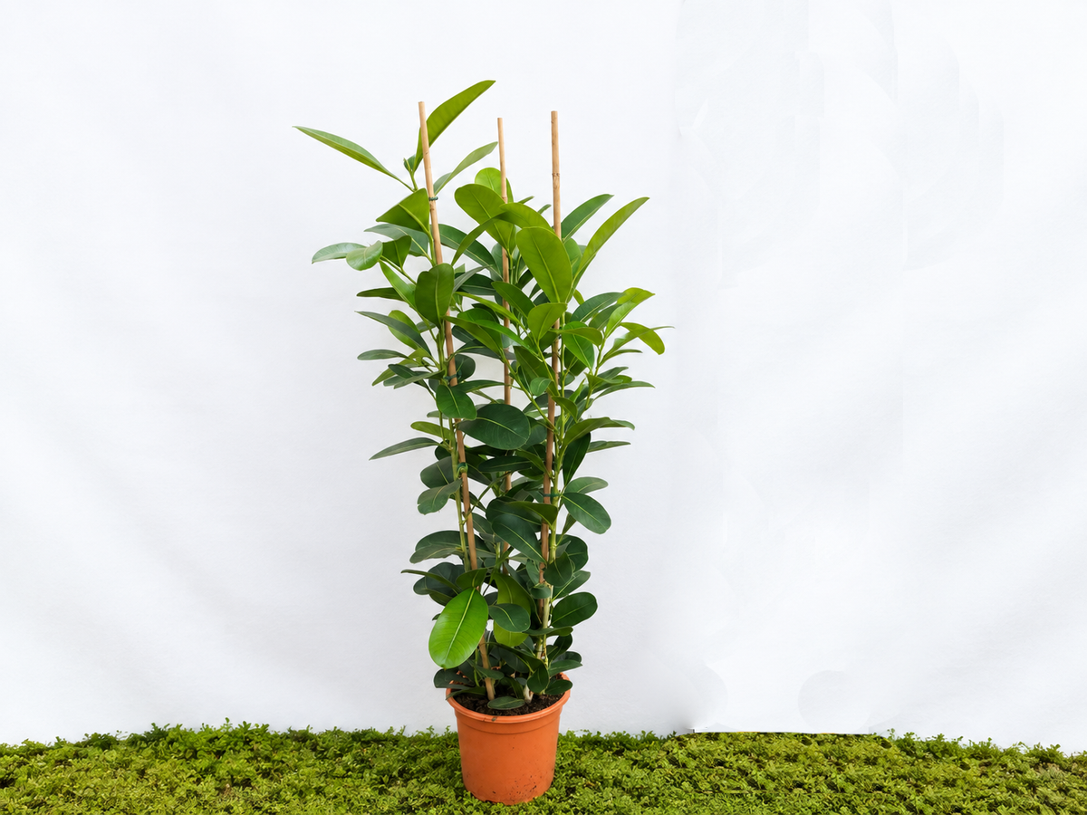 FICUS SMILE MICROCARPA 3PP M-22