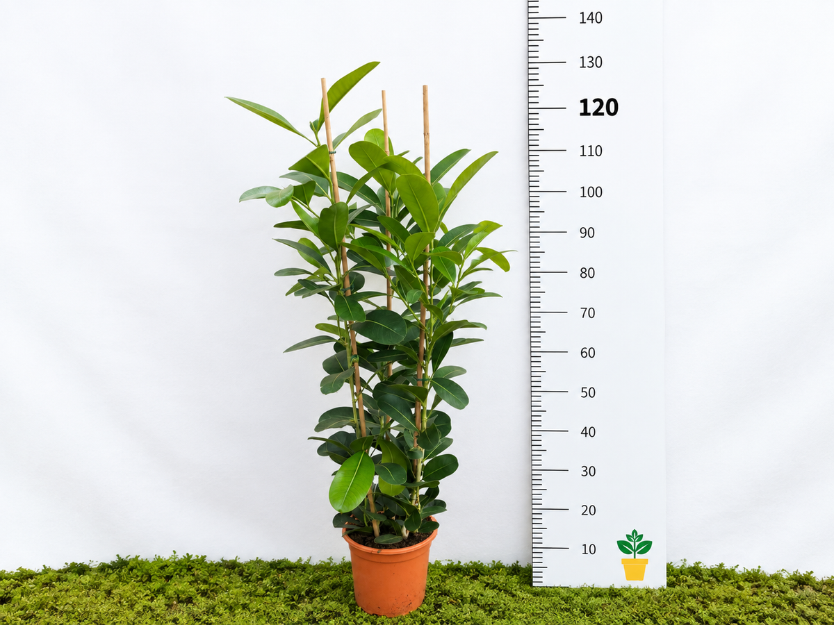 FICUS SMILE MICROCARPA 3PP M-22