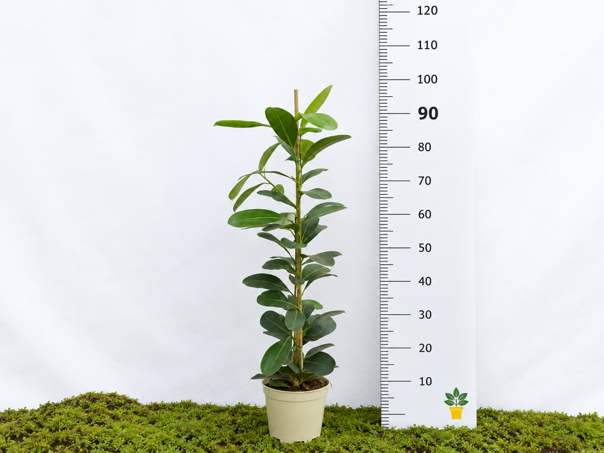 FICUS MICROCARPA SMILE M-17