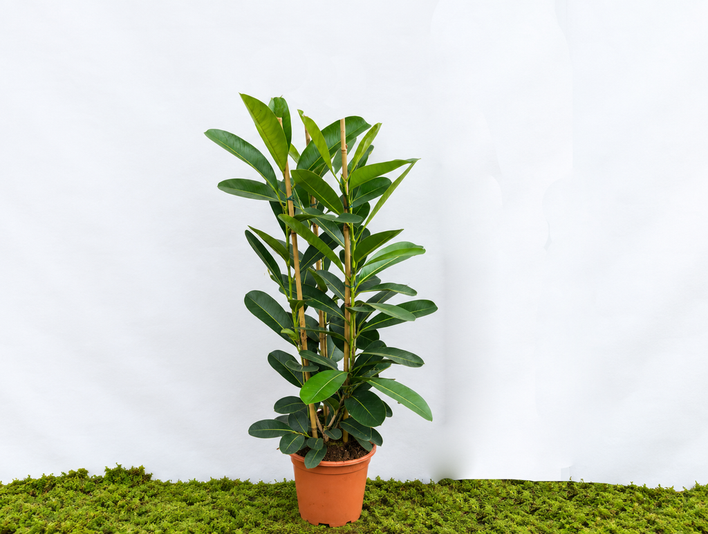 FICUS SMILE MICROCARPA 3PP M-20