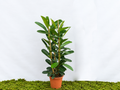 FICUS SMILE MICROCARPA 3PP M-20