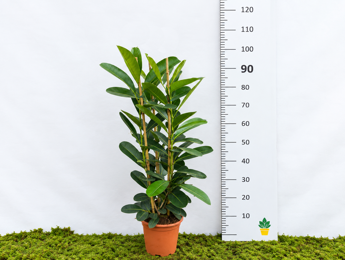 FICUS SMILE MICROCARPA 3PP M-20