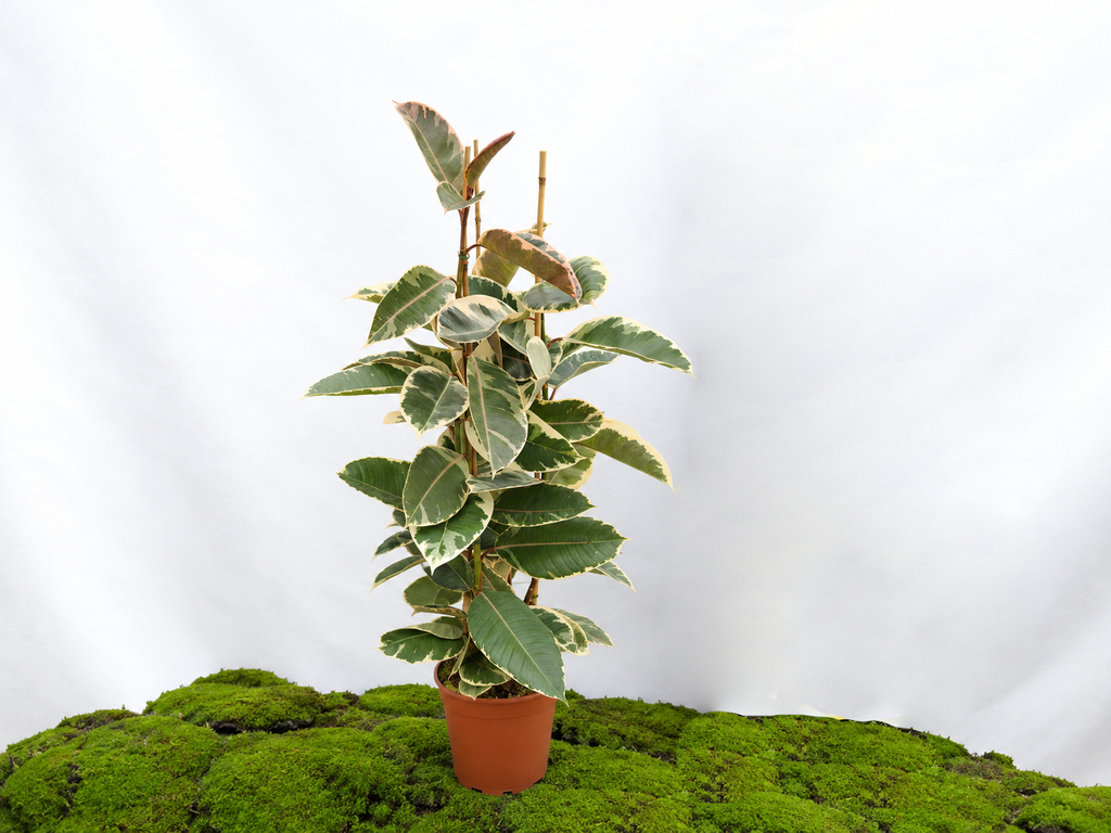 FICUS TINEKE M-22