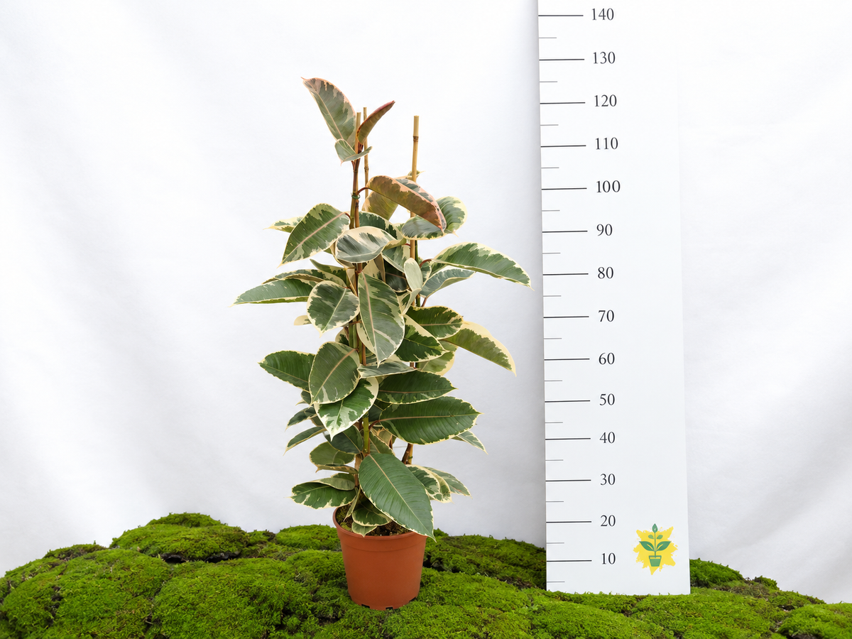 FICUS TINEKE M-22