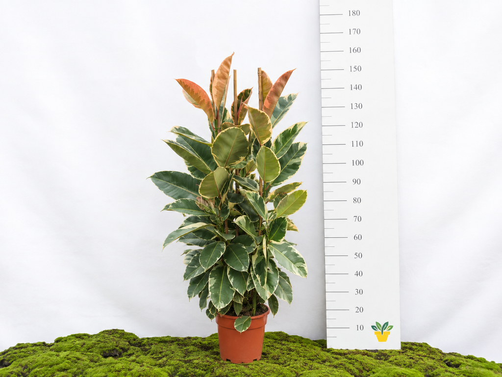 FICUS TINEKE M-25