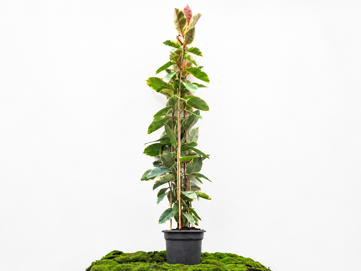 FICUS TINEKE M-35