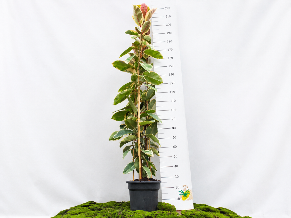 FICUS TINEKE M-35