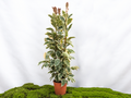 FICUS TINEKE M-40