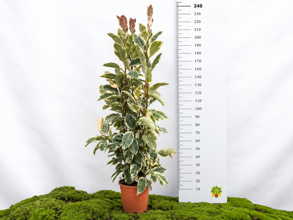 FICUS TINEKE M-40