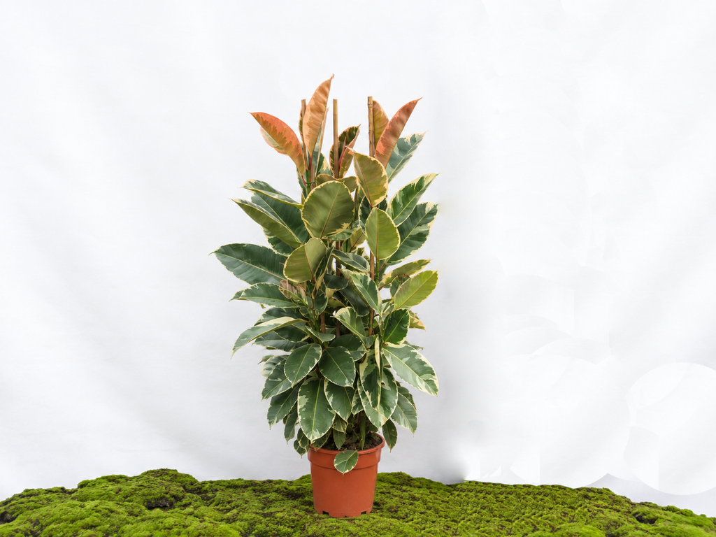 FICUS TINEKE M-25