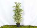 FICUS BENJAMIMA TWILIGHT M-24