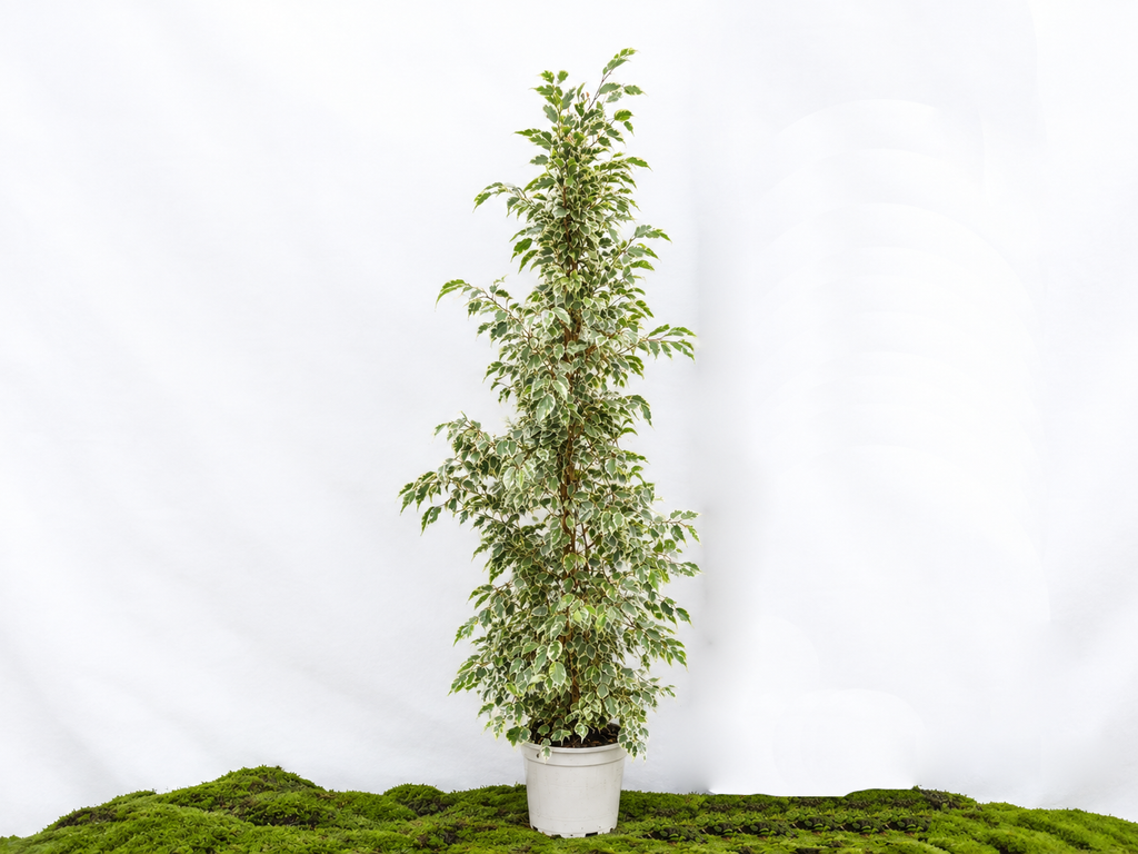 FICUS BENJAMIMA TWILIGHT M-22