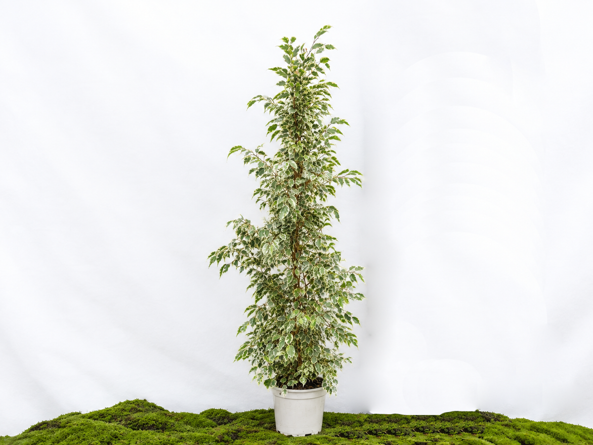 FICUS BENJAMIMA TWILIGHT M-22
