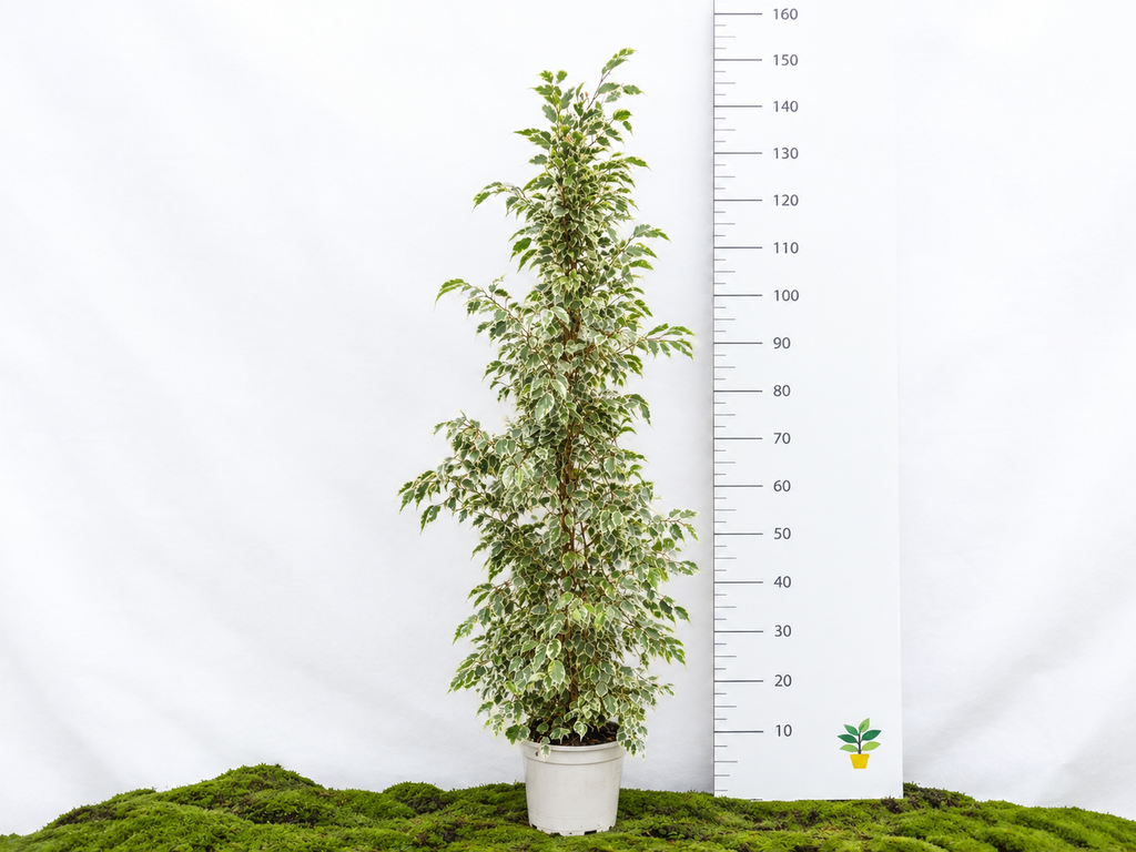 FICUS BENJAMIMA TWILIGHT M-22