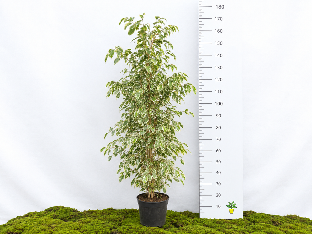 FICUS BENJAMIMA TWILIGHT M-24