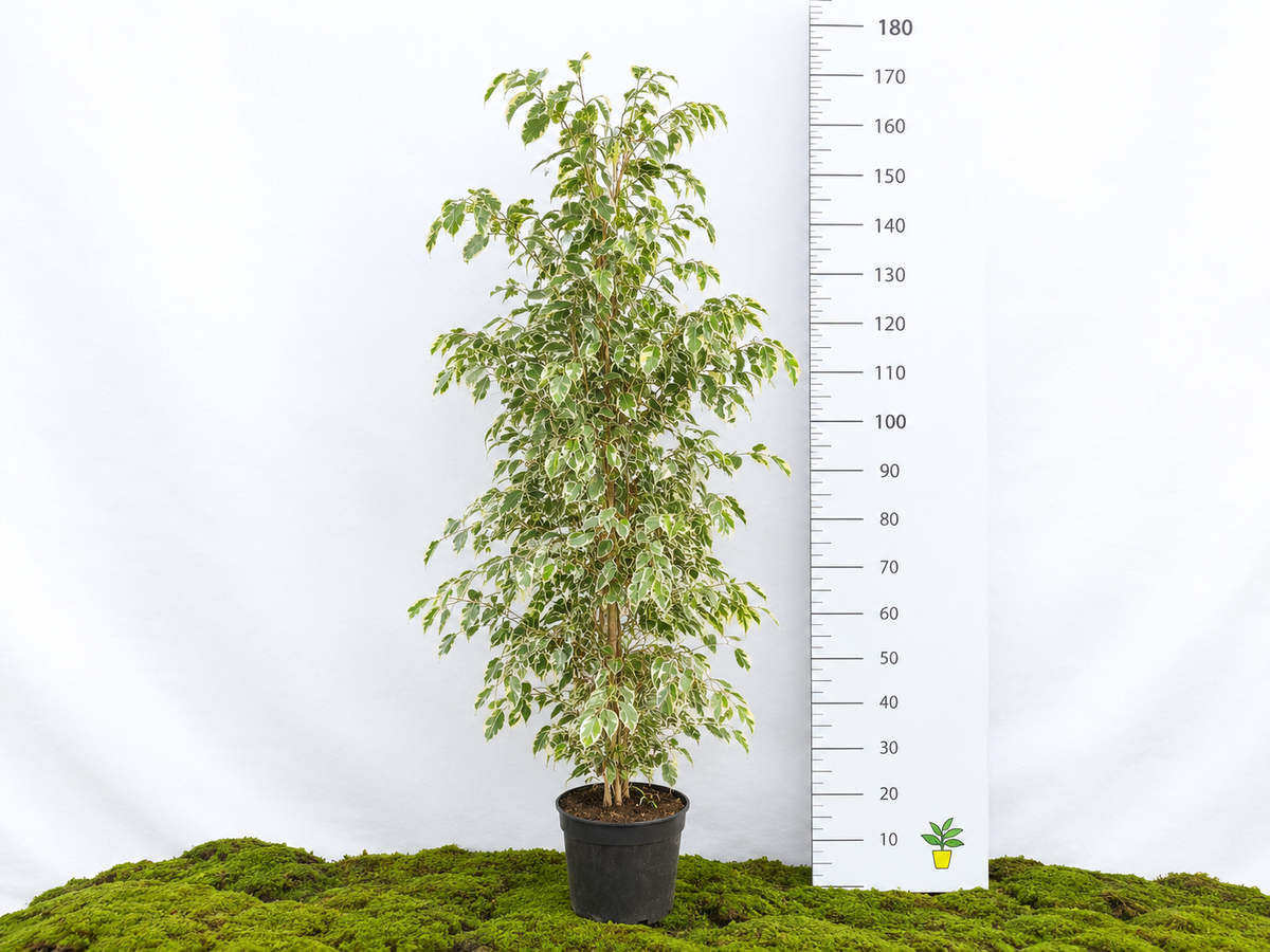 FICUS BENJAMIMA TWILIGHT M-24