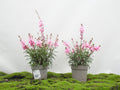 GAURA LINDHEIMERI M-14