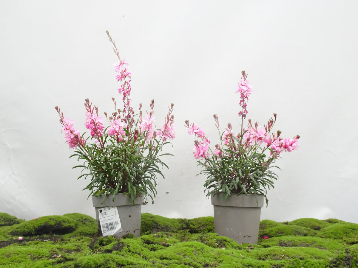 GAURA LINDHEIMERI M-14
