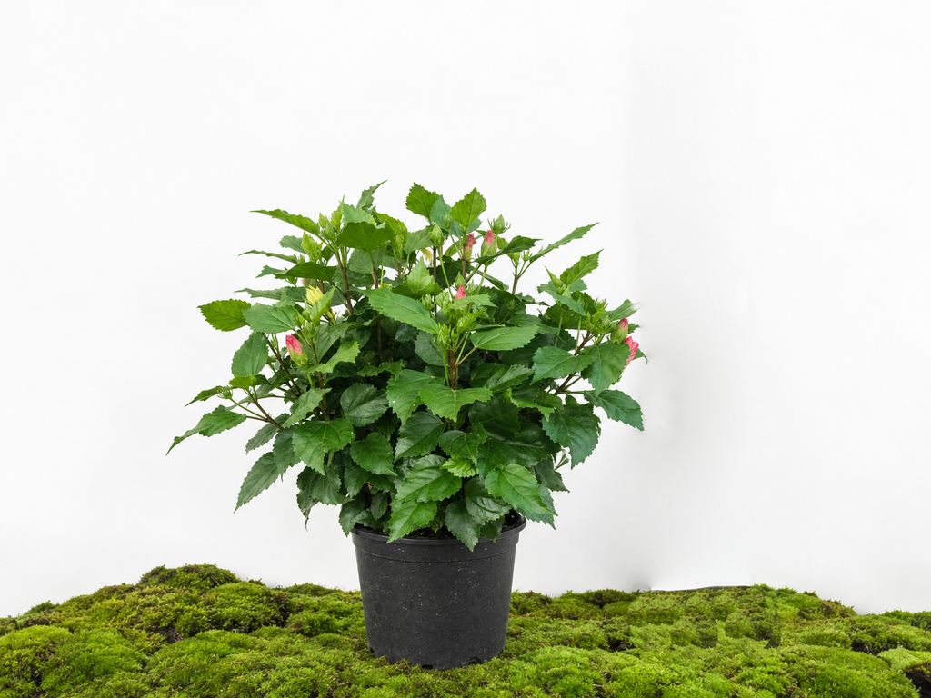 HIBISCUS ROSA SINNENSIS M-27