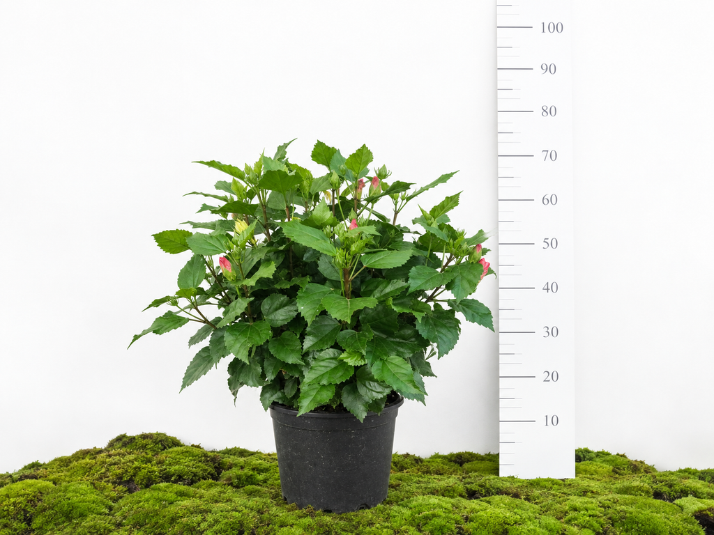 HIBISCUS ROSA SINNENSIS M-27