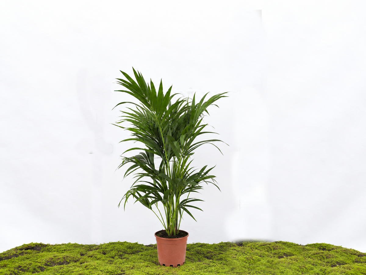 KENTIA M-19