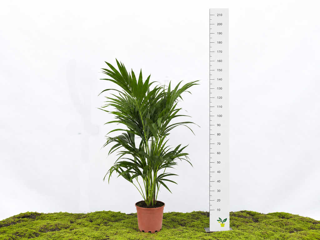 KENTIA M-19