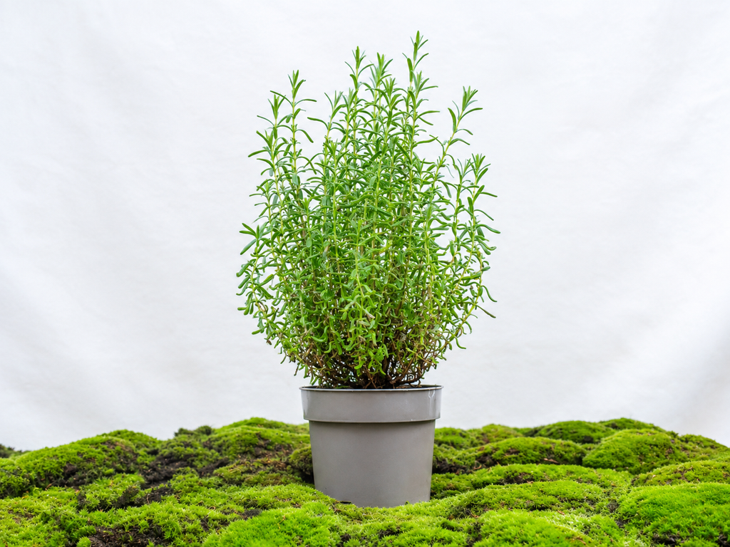 LAVANDA STOECHAS BELLA M-14