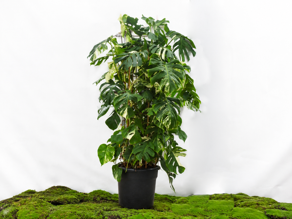 PHILODENDRON MONSTERA DELICIOSA VARIEGATA DOBLE ARCO M-45