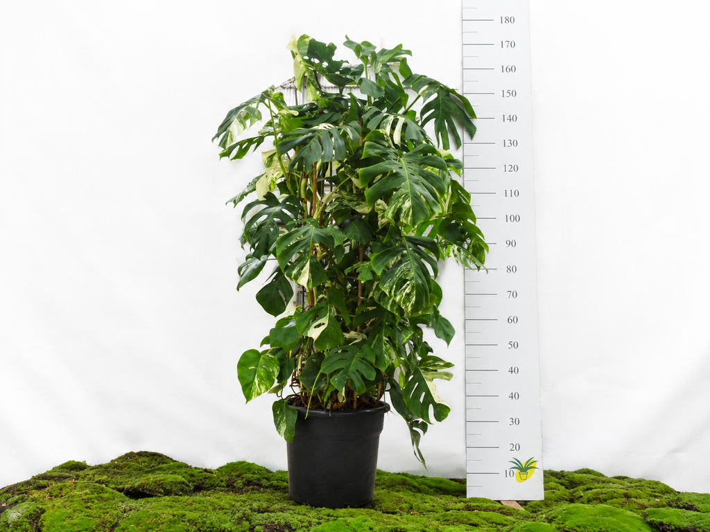 PHILODENDRON MONSTERA DELICIOSA VARIEGATA DOBLE ARCO M-45