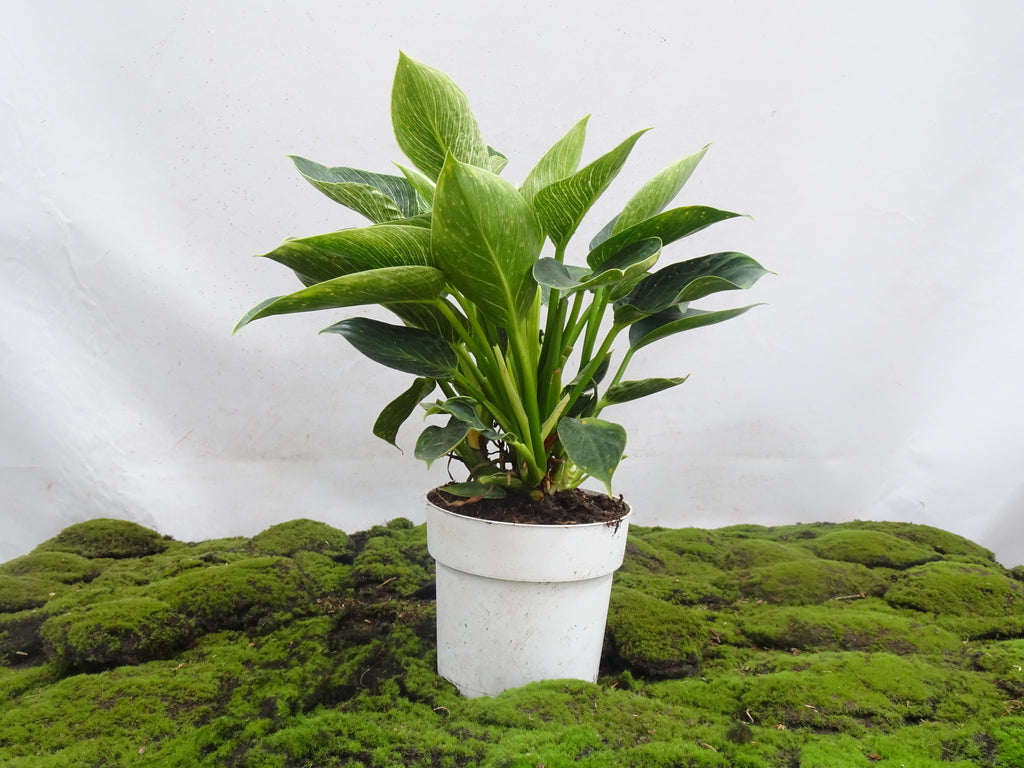 Planta philodendron birkin