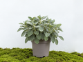 SALVIA MAXIMA M-14
