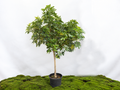 SCHEFFLERA ARBORICORA M-45