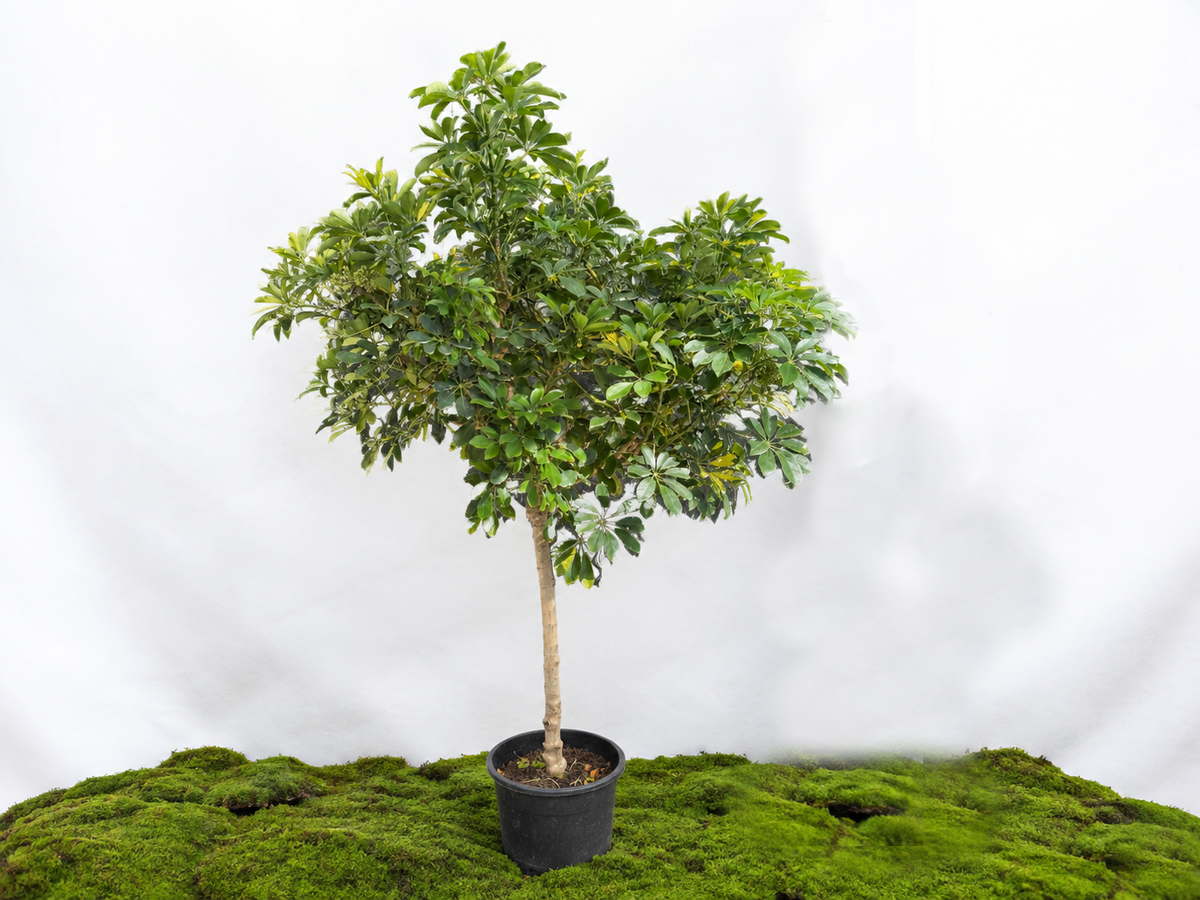SCHEFFLERA ARBORICORA M-45