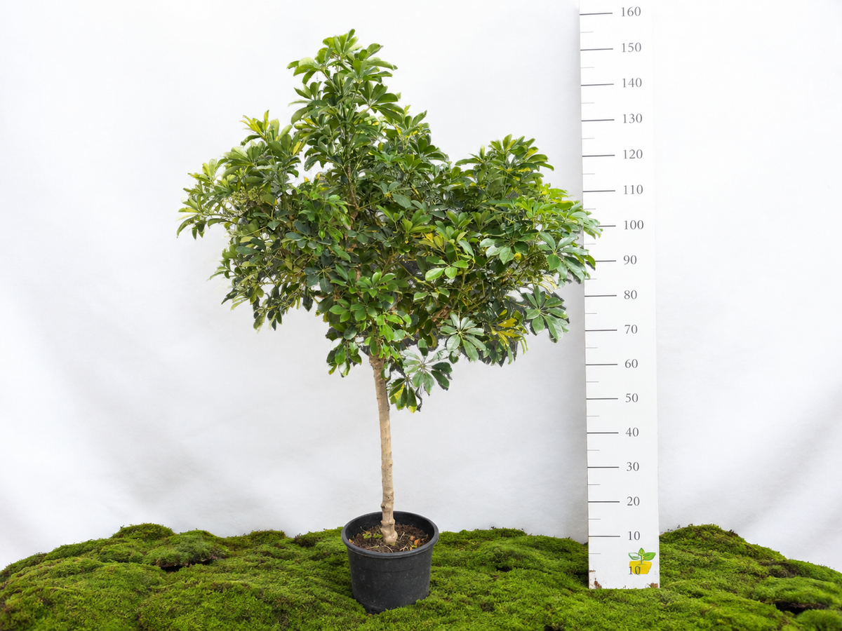 SCHEFFLERA ARBORICORA M-45