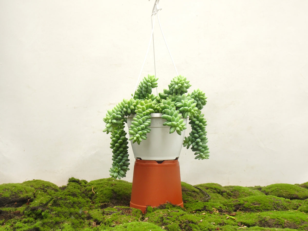 SEDUM BURROWS TAIL M-15