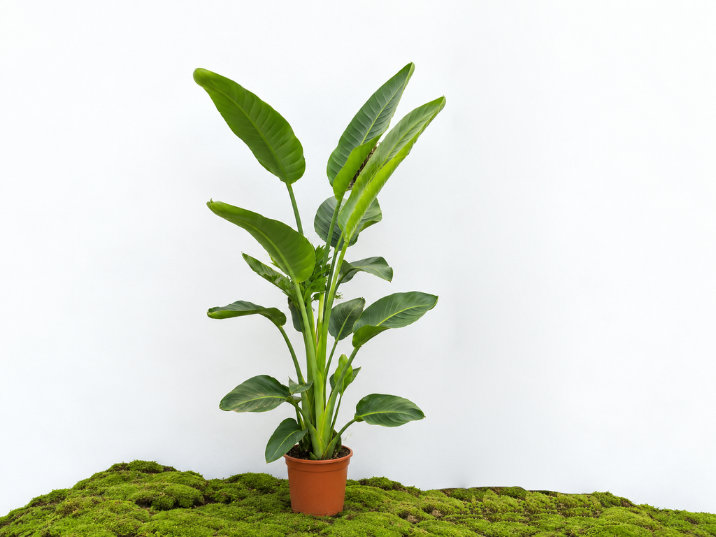 STRELITZIA AUGUSTA M-22