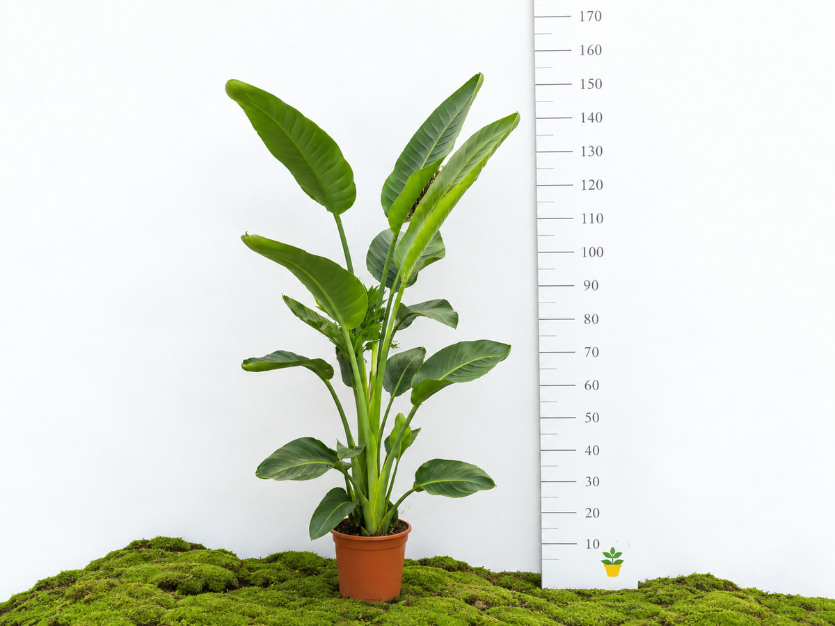 STRELITZIA AUGUSTA M-22