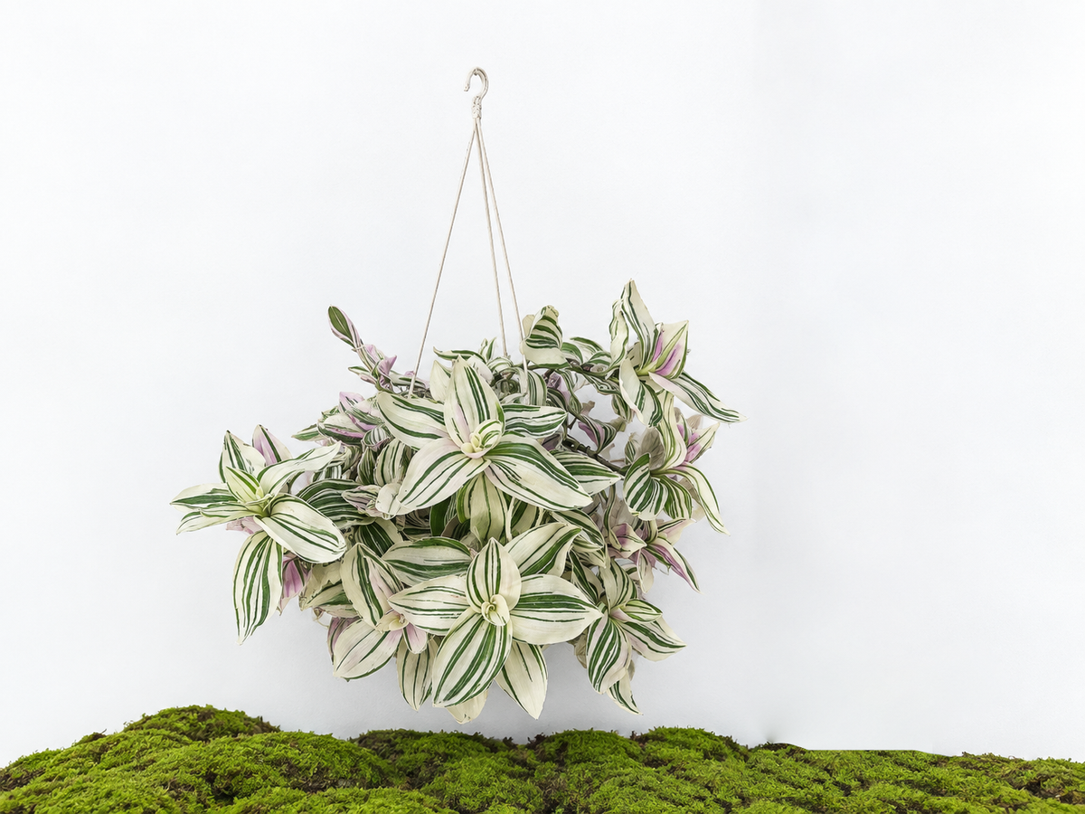 TRADESCANTIA VARIEGATA M-15