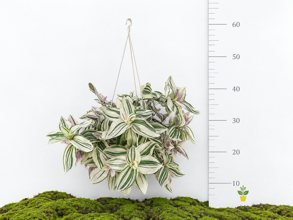 TRADESCANTIA VARIEGATA M-15