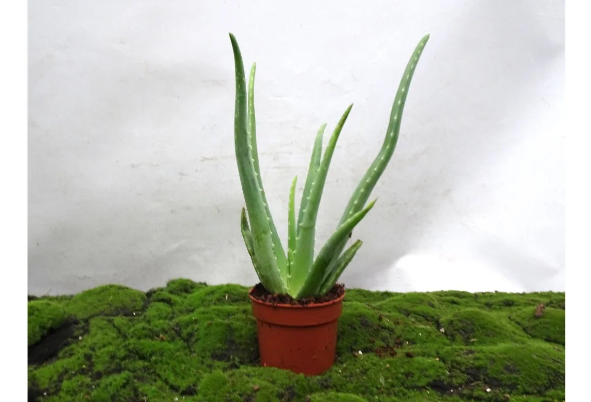 ALOE VERA M-12